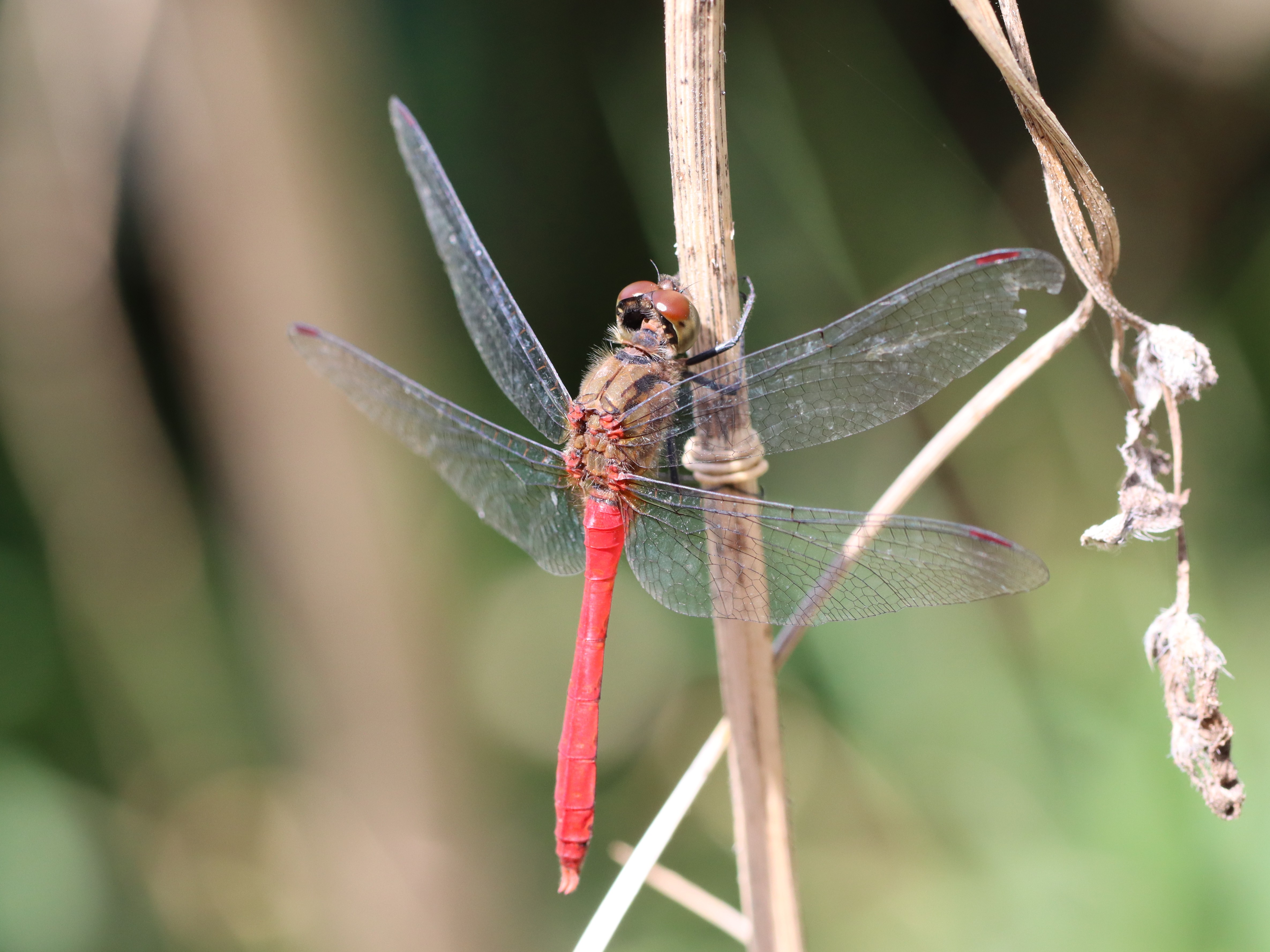 マユタテアカネ2